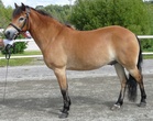 Hieno poni !