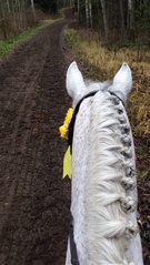 Ratsastajan näkökulmasta